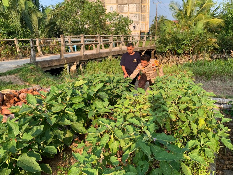 Jadi Sahabat Petani, Bhabinkamtibmas Polsek Gas Cek Langsung Kebun Cabai Milik Warga