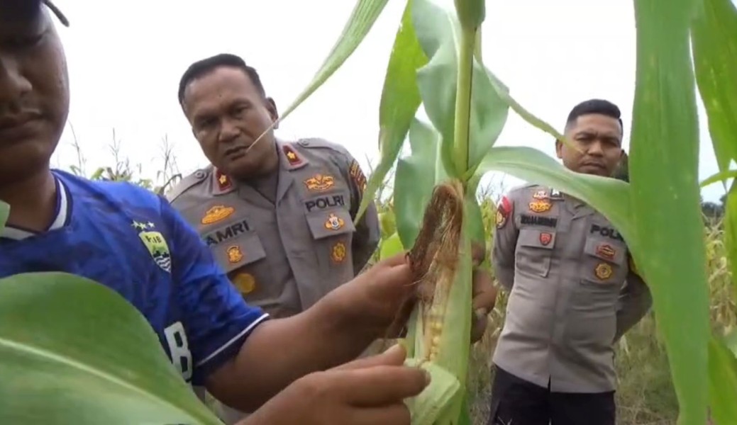 Sinergi Polisi dan Petani di Inhu, Lahan Jagung Rusak Akan Ditanami Ulang