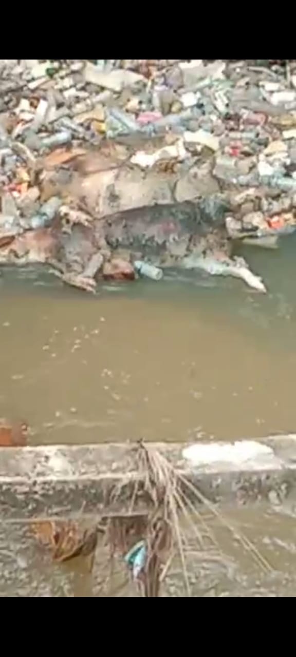 Terindikasi Menyakit ASF,  Bangkai Babi di Buang Ke Saluran Parit