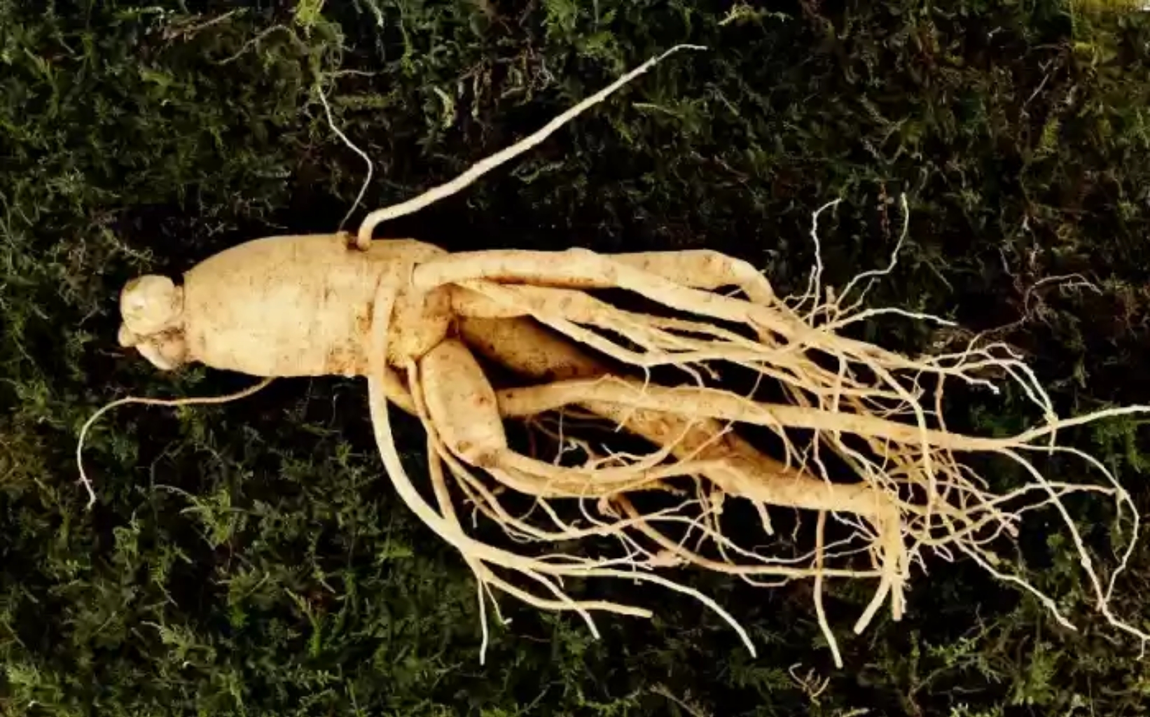 4 Manfaat Ginseng yang Jarang Diketahui, Apa Saja? 4 Manfaat Ginseng yang Jarang Diketahui, Apa Saja?