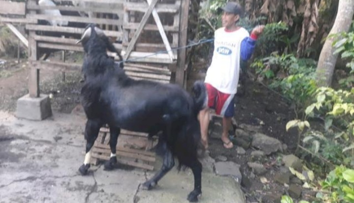 Aneh...! Setiap Jelang Shalat Maghrib, Kambing Ini Mengeluarkan Aroma Wangi