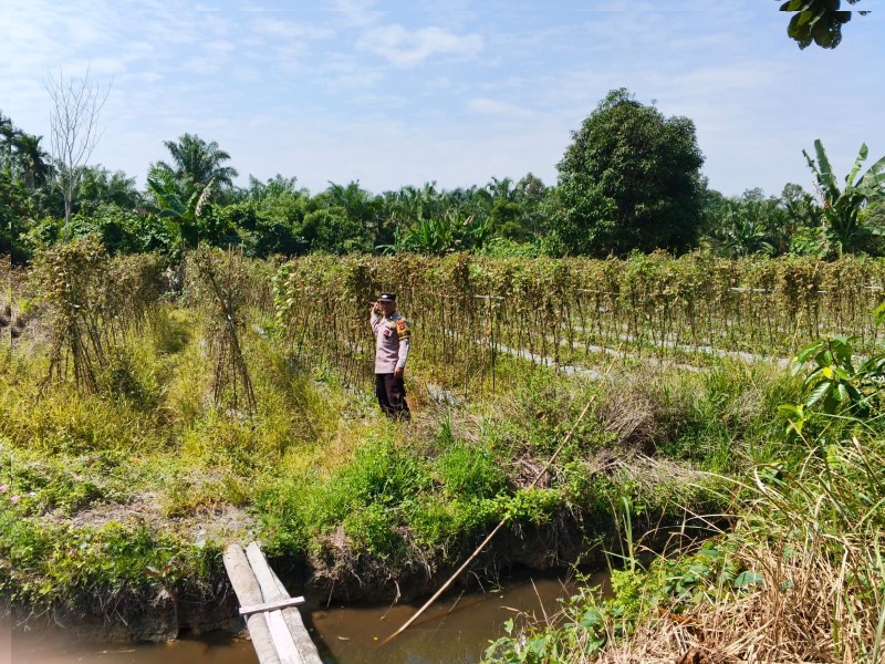 Bhabinkamtibmas Polsek Siak Ajak Warga Kampung Mempura Tanam Jagung Melalui Sistem Tumpang Sari