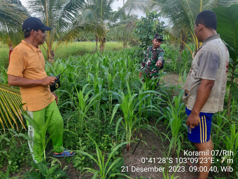 Wujudkan Swasembada Pangan, Babinsa Koramil 07/Reteh Tinjau Perkebunan Jagung Petani