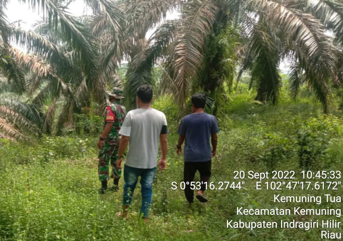 Cegah Kebakaran Lahan dan Hutan, Babinsa Koramil 09/Kemuning Tetap Lakukan Patroli