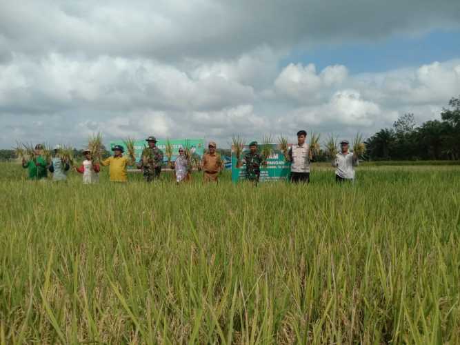 Danramil 03/Tpl Bersama Anggota Hadiri Panen Padi Di Lahan Demplot Ketahanan Pangan Koramil 03/Tpl