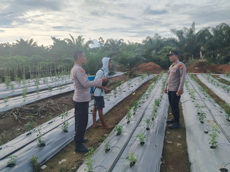 Kapolsek Batang Cenaku Sambangi Petani Cabai, Dukung Percepatan Swasembada Pangan