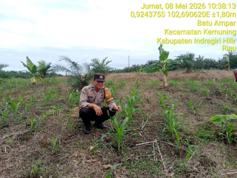Jagung di Tanah Kemuning: Polri dan Petani, Satu Langkah Menuju Swasembada