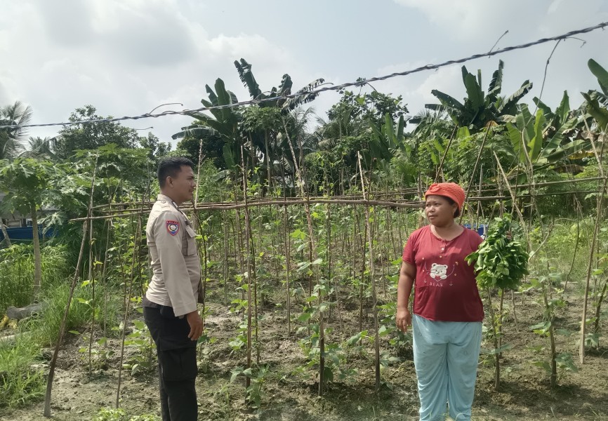Bhabinkamtibmas Desa Petalongan Sambangi Kebun Cabai Warga, Dukung Program Ketahanan Pangan