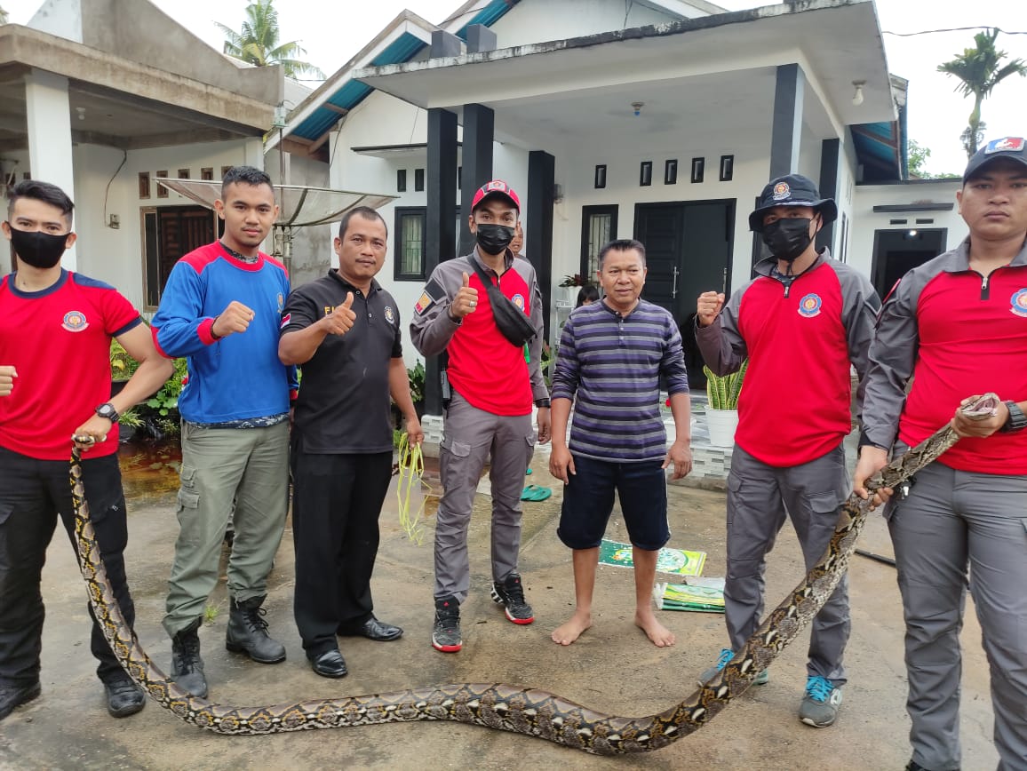 DPKP Inhil Kembali Amankan Ular Sanca di Sungai Beringin 