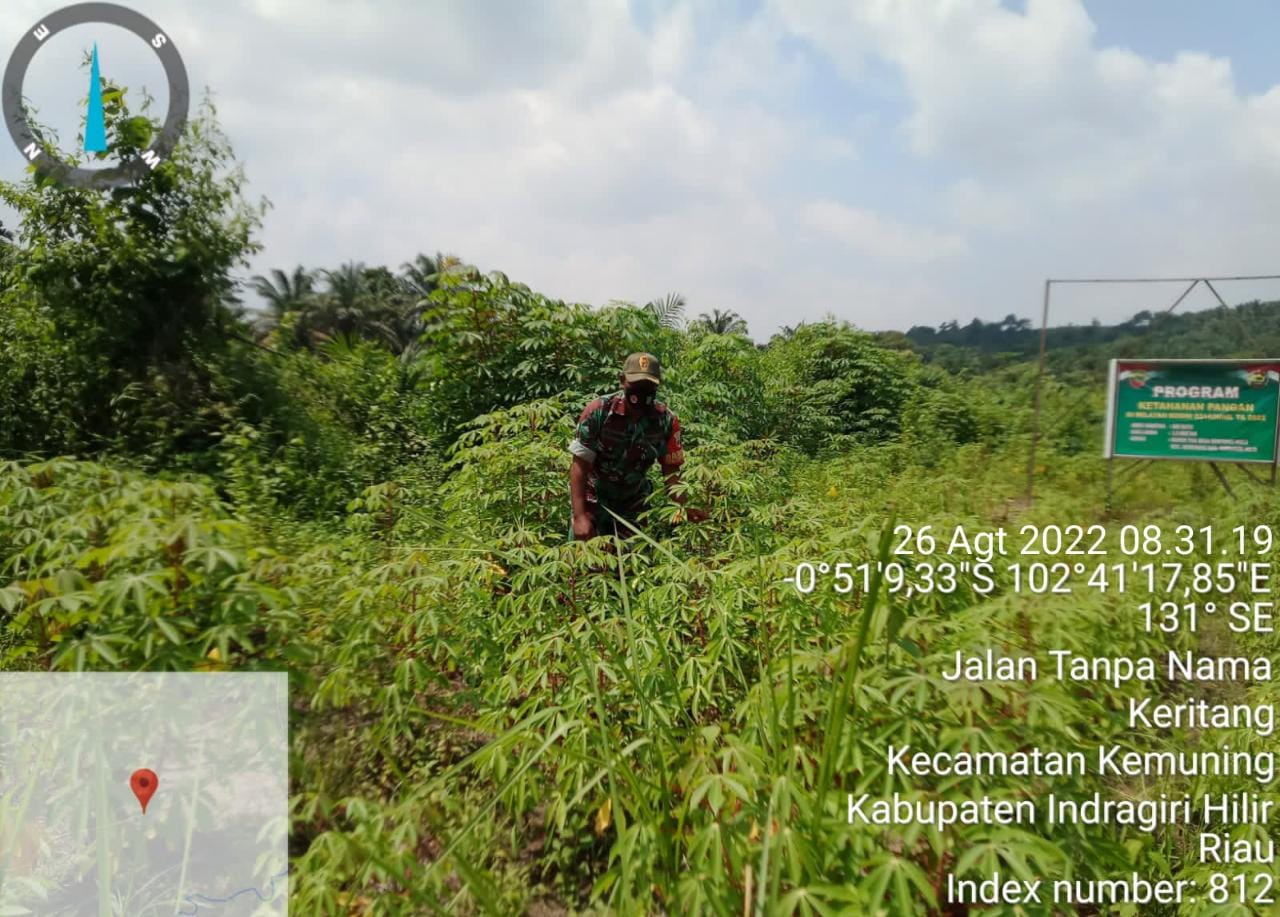 Pembersihan Gulma dan Penyiapan Rumput Oleh Babinsa Koramil 09/Kemuning