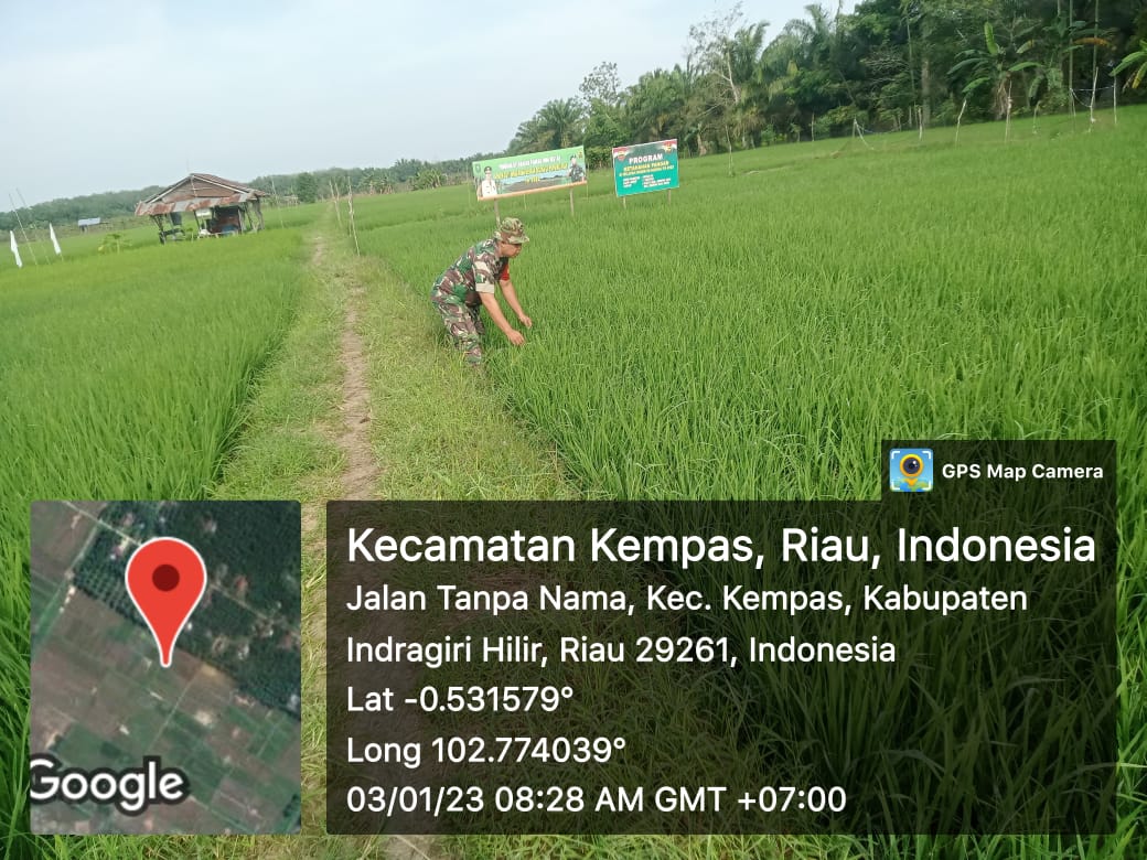 Rutinitas Pendampingan Babinsa 03/Tpl Terhadap Petani