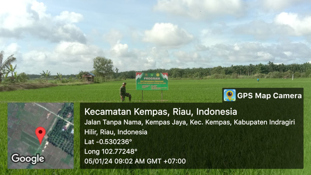 Babinsa Koramil 03/Tpl Cek Hama Tanaman Padi Jenis Inpari 42 Dilahan Demplot Kodim 0314/Inhil