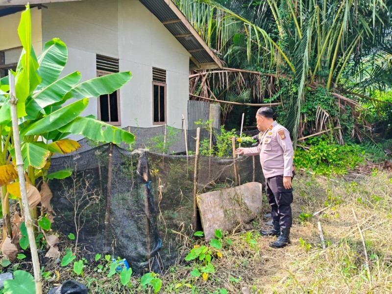 Kapolsek Gas IPTU Andi Purba dan Kades Sungai Iliran Cek Ladang Cabai Rawit dan Kacang Panjang