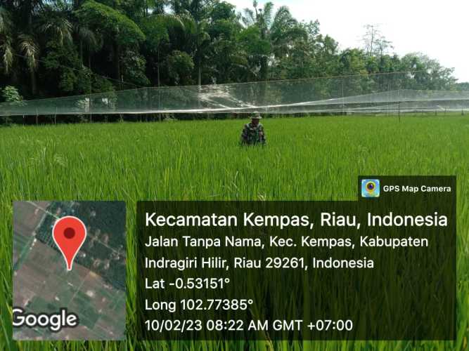 Babinsa 03/Tpl Pantau Pertumbuhan Tanaman Padi Diwilayah Binaan