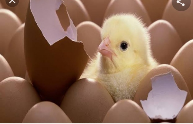 Beli Telur di Warung, Pria Ini Kaget Ternyata Bisa Menetas Jadi Anak Ayam Beli Telur di Warung, Pria Ini Kaget Ternyata Bisa Menetas Jadi Anak Ayam