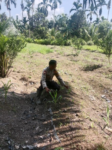 Hijau Harapan di Limau Manis: Bhabinkamtibmas Rawat Dua Hektar Jagung Pipil, Polri Menjaga Pangan dengan Hati