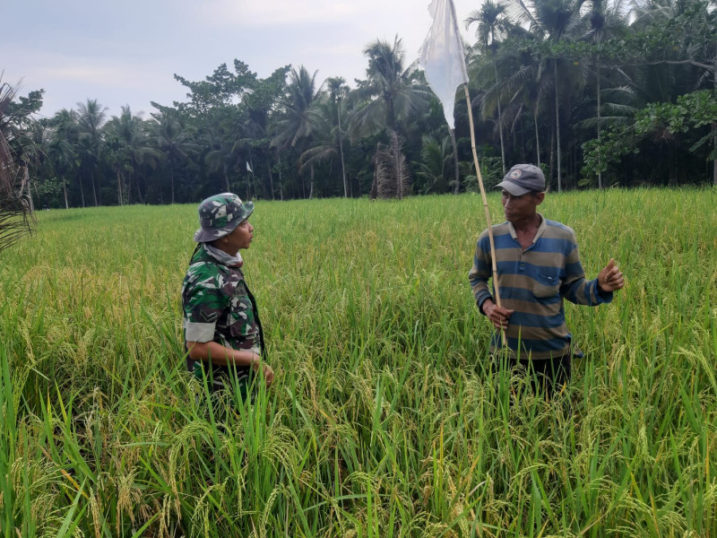 Untuk Ketahanan Pangan, Babinsa Koramil 07/Reteh Dampingi Petani Dalam Hampangan Persawahan