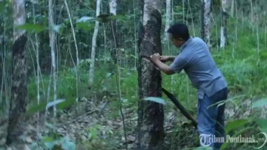 Petani Bersorak, Harga Karet di Kuansing Naik Terus, Kini Mendekati Rp 10 Ribu Per Kilogram