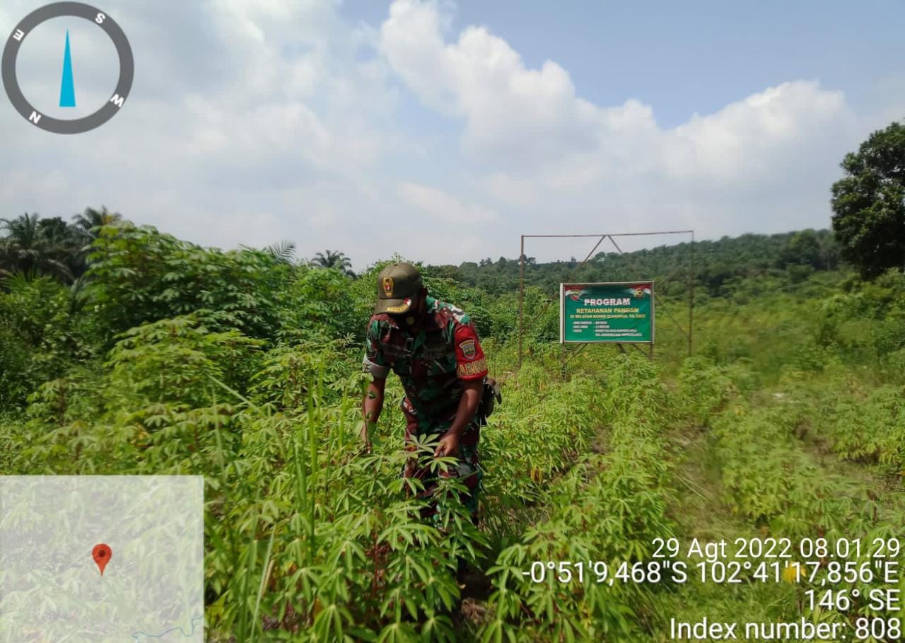 Guna Mempercepat Perkembangan Tanah, Koramil 09/Kemuning Tetap Lakukan Penanaman
