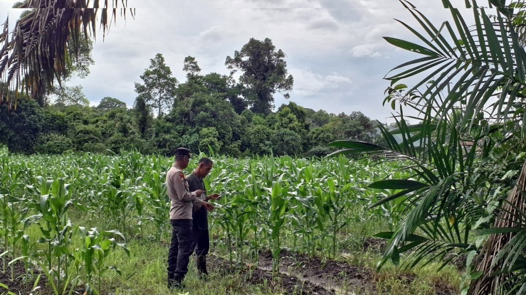 Kanit Binmas Polsek Siak Melaksanakan Kegiatan Sambang kepada Petni Jagung di Kampung Langkai