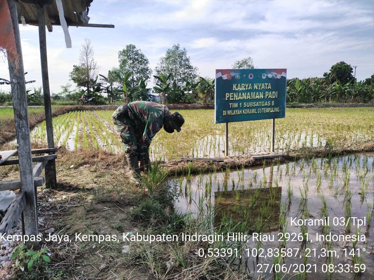 Babinsa 03/Tempuling Sertu MJ. Ginting Pantau Perkembangan Pertumbuhan Padi