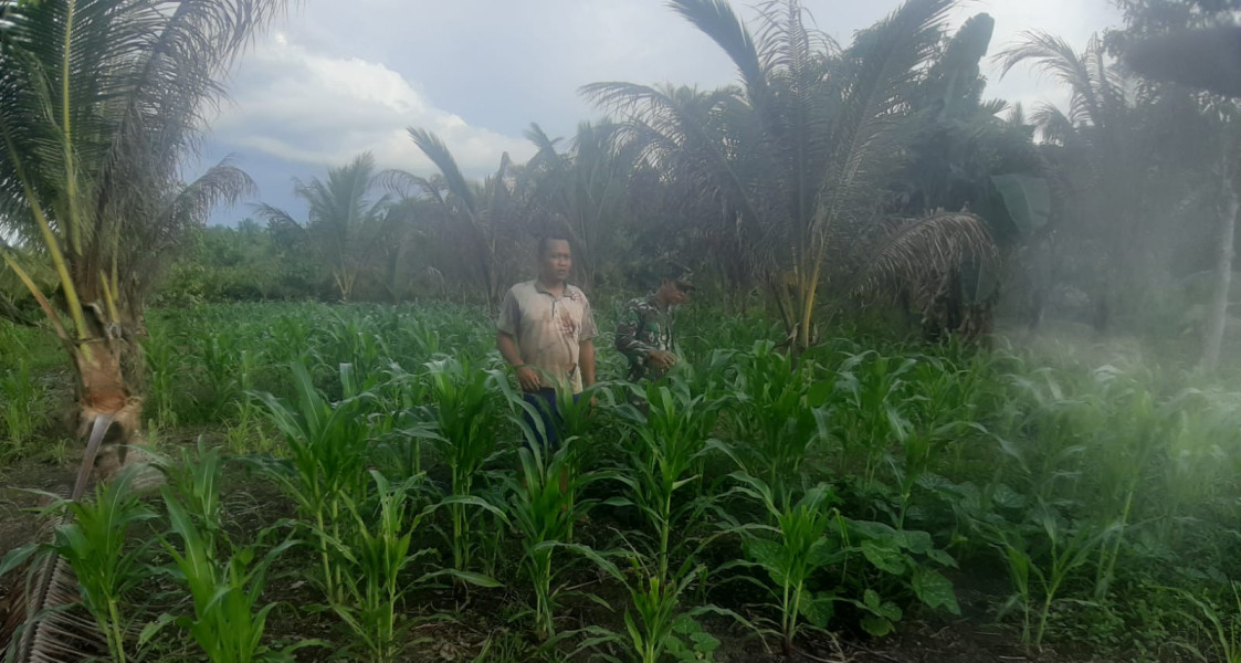 Wujudkan Keberhasilan Program Swasembada Pangan Bersama Babinsa Koramil 07/Reteh dan Warga di Bidang Pertanian Jagung