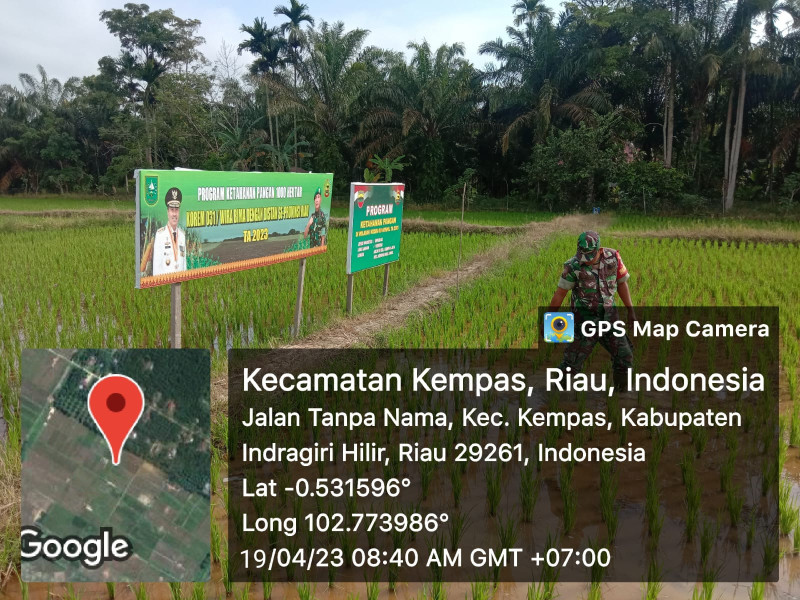 Babinsa Koramil 03/Tpl Merawat Padi Di Lahan Demplot