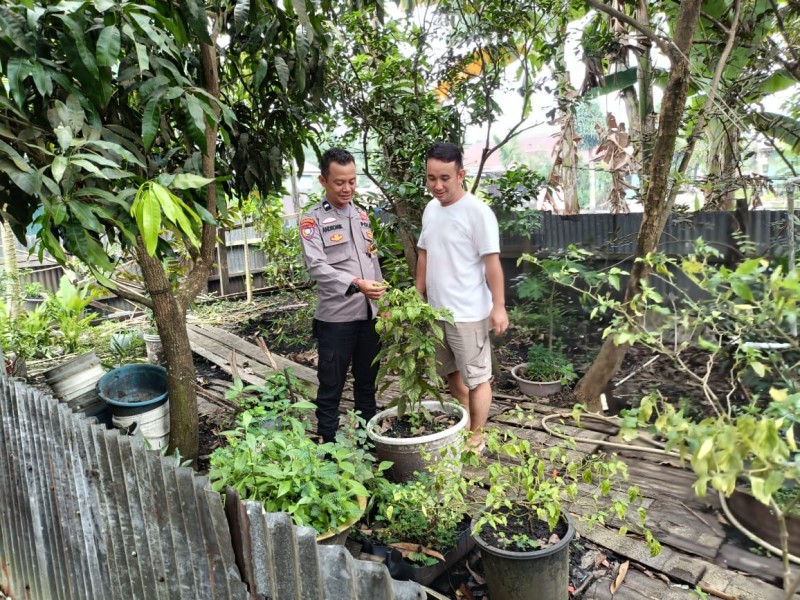 Bhabinkmtibmas Hadir Di Kebun Warga Teluk Sungka: Edukasi Pangan Dan Kamtibmas Jalan Beriringan