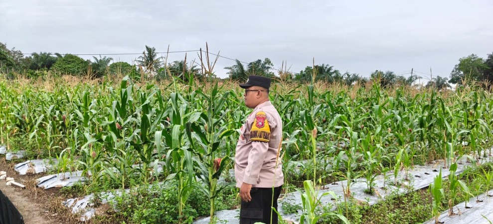 Bhabinkamtibmas Polsek Siak Bripka Fitra Dana Monitoring Ketahanan Pangan Tanaman Jagung di Kampung Benteng Hilir