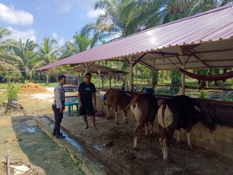 Kapolsek Keritang Perintahkan Pendampingan Peternak, Bhabinkamtibmas Pastikan Sapi Sehat dan Aman