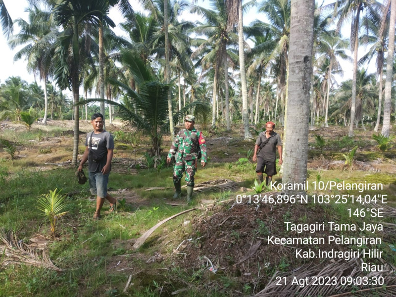Rutin Dilaksanakan Patroli dan Sosialisasi, Babinsa Koramil 10/Pelangiran Upayakan Lahan dan Hutan Tetap Terjaga