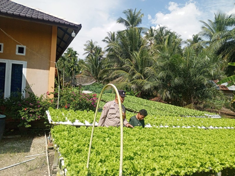 Bhabinkamtibmas Polsek Keritang dan Petani Hidroponik Bersinergi: Aiptu Hendrik, Pangan Bergizi Dimulai Dari Desa