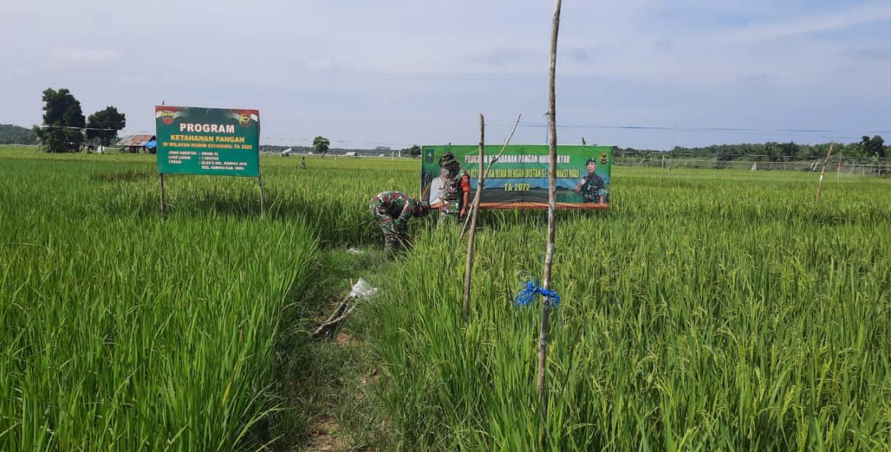 Berikan Pendampingan, Babinsa 03/Tempuling Bersama Kelompok Tani Pantau Pertumbuhan Padi