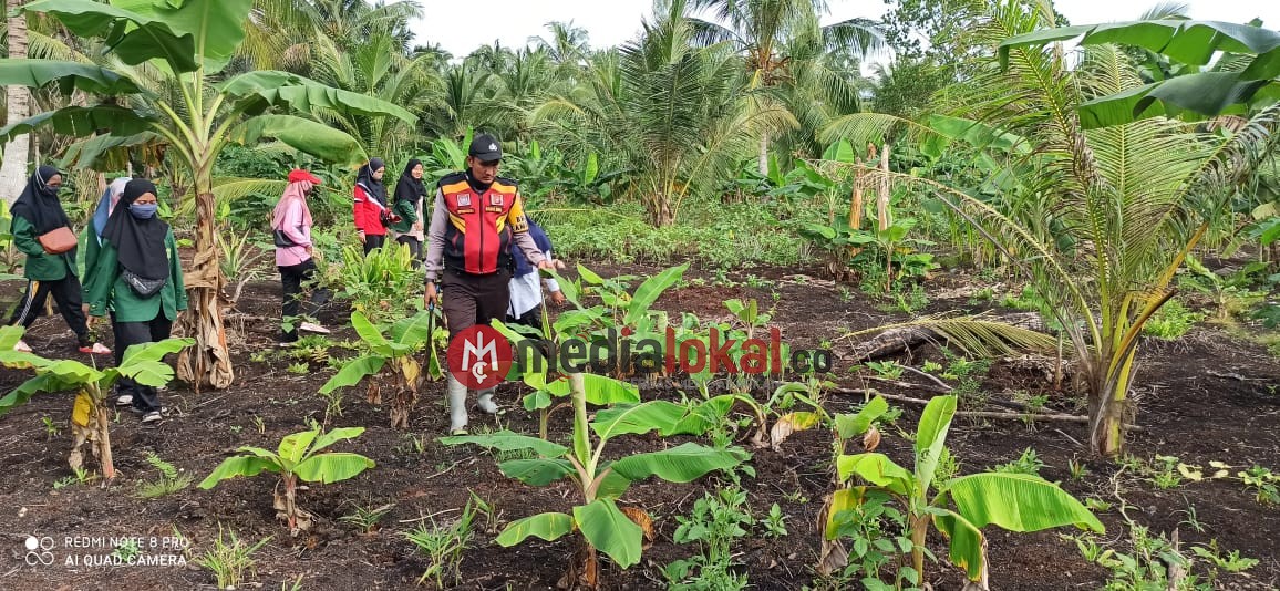 Semangat Luar Biasa Bhabinkamtibmas Desa Rambaian Terus Lakukan Perawatan Hanpangan