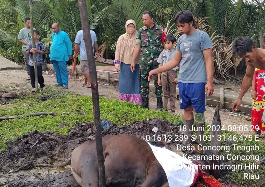 Dengan Komsos, Babinsa Koramil 04/Kuindra Melaksanakan Pemotongan Hewan Kurban Pada Hari Raya Idul Adha