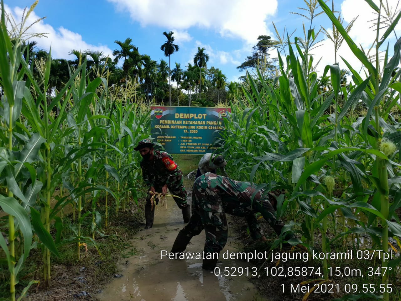 Babinsa 03/Tempuling Bersama Bersihkan Daun Kering dan Rumput di Lahan Jagung
