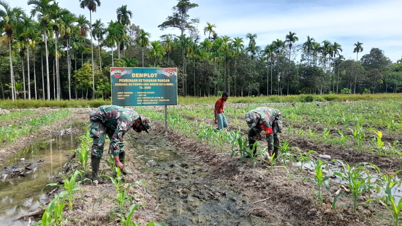 Pemeliharaan Tanaman Jagung di Demplot Koramil 03/Tempuling Rutin Dilakukan Babinsa 