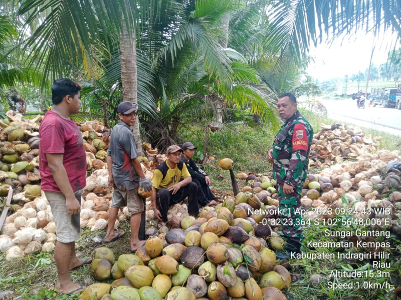 Babinsa 03/Tpl Komsos Dengan Petani Kelapa Himbau Untuk Tidak Membakar Lahan