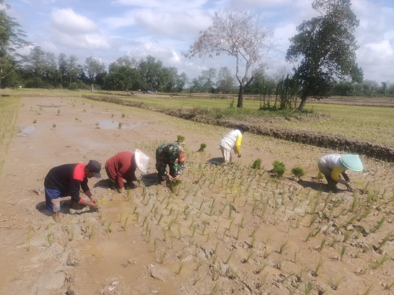 Babinsa Koramil 03/Tpl Rutin Bantu Petani Menanam Padi     