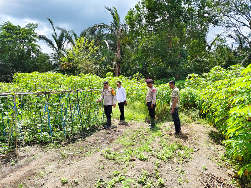 Dukung Program Pemerintah Kapolsek Gas Tinjau Tanaman Ketahanan Pangan Desa Sungai Iliran