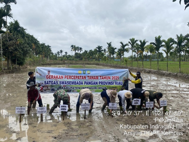 Dukung Swasembada Pangan: Babinsa Koramil 03/Tpl Turut Laksanakan Gertam Padi