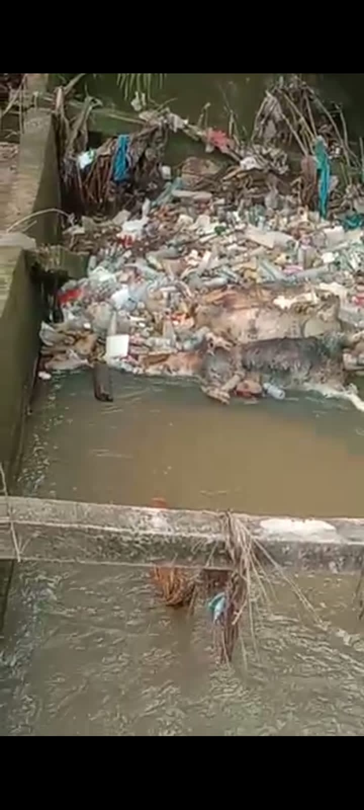 Bikin Resah, 5 Ekor Bangkai Babi di Duga Sengaja di Buang di Saluran Parit Simpang Riset