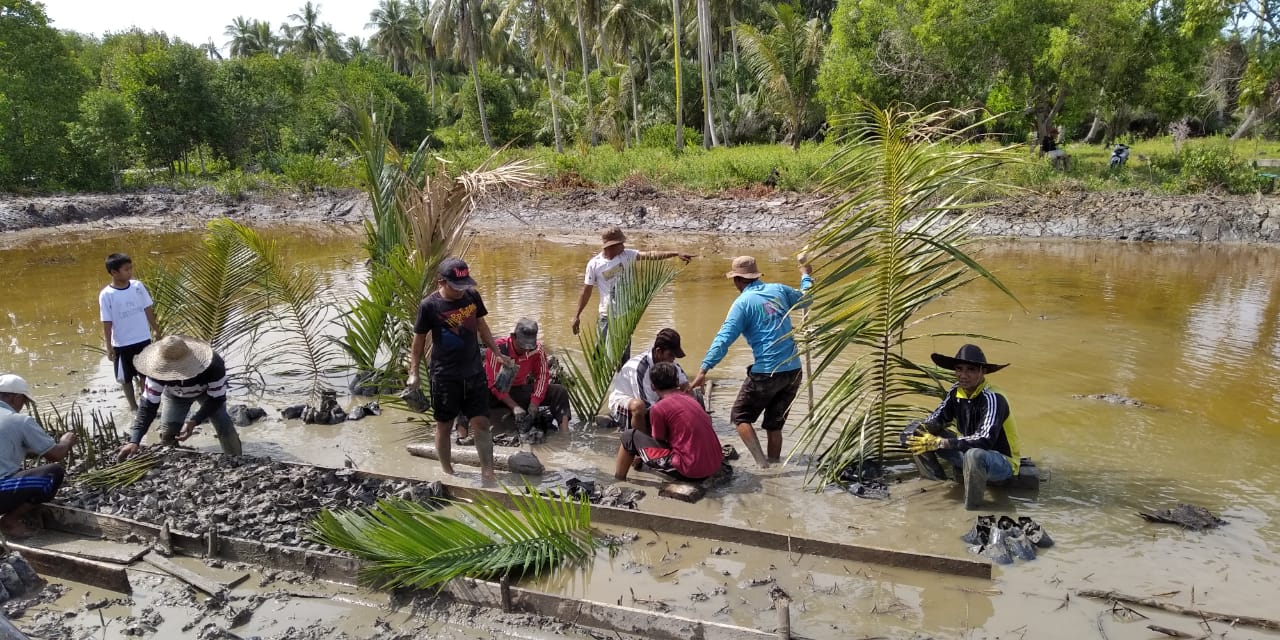 Pemdes Pambang Pesisir Siapkan 1500 Bibit Mangrove Untuk Lawan Abrasi