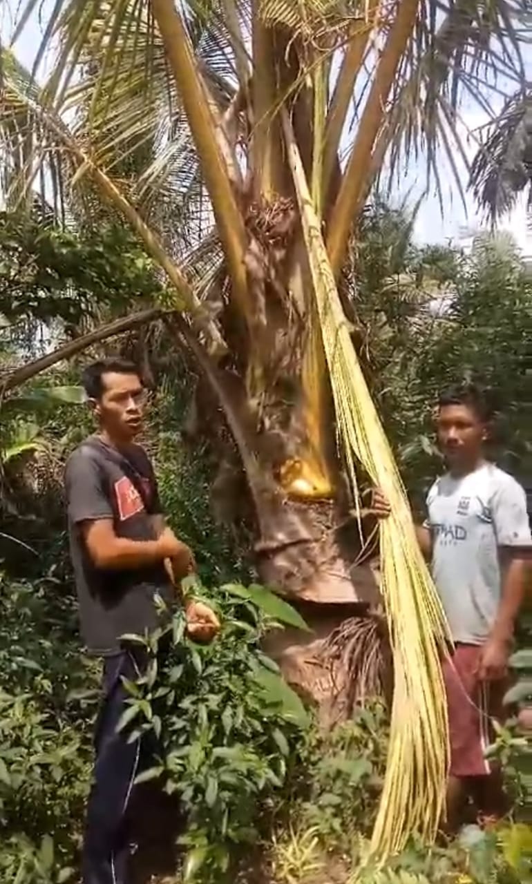 Serangan Hama Kumbang yang Diduga Berasal dari PT. GIN Rusak Kebun Kelapa Masyarakat Desa Bantaiyan