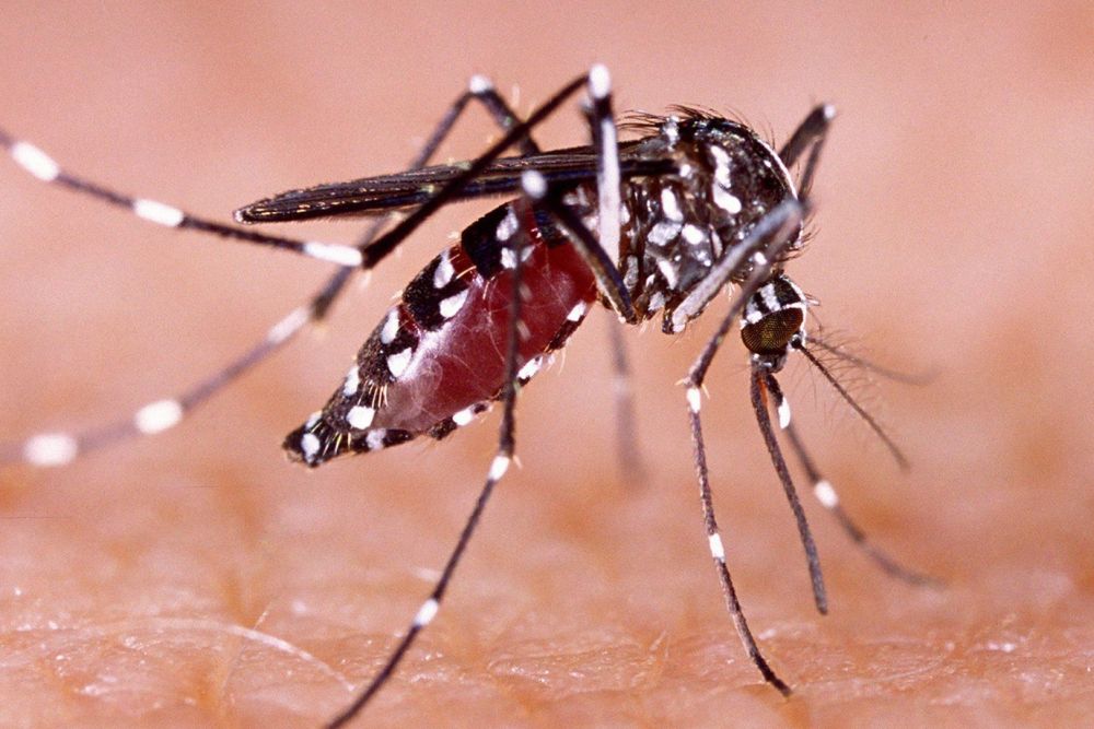 Waspada! Kasus DBD di Riau Meningkat, Ini Datanya