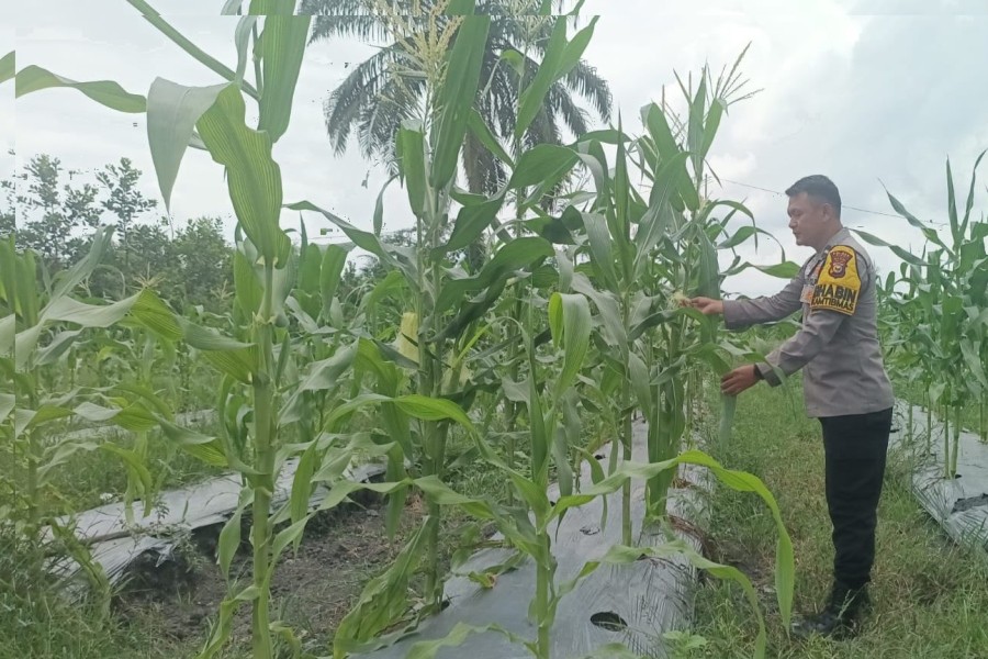 “Polsek Koto Gasib perkuat sinergi dengan Petani Jagung”  Polsek Koto Gasib 31/07/2026. Dukung Ketahanan Pangan, Polsek Koto Gasib perkuat sinergi melakukan monitoring perkembangan jagung pipil seluas 1 ha dangan umur tanam 5