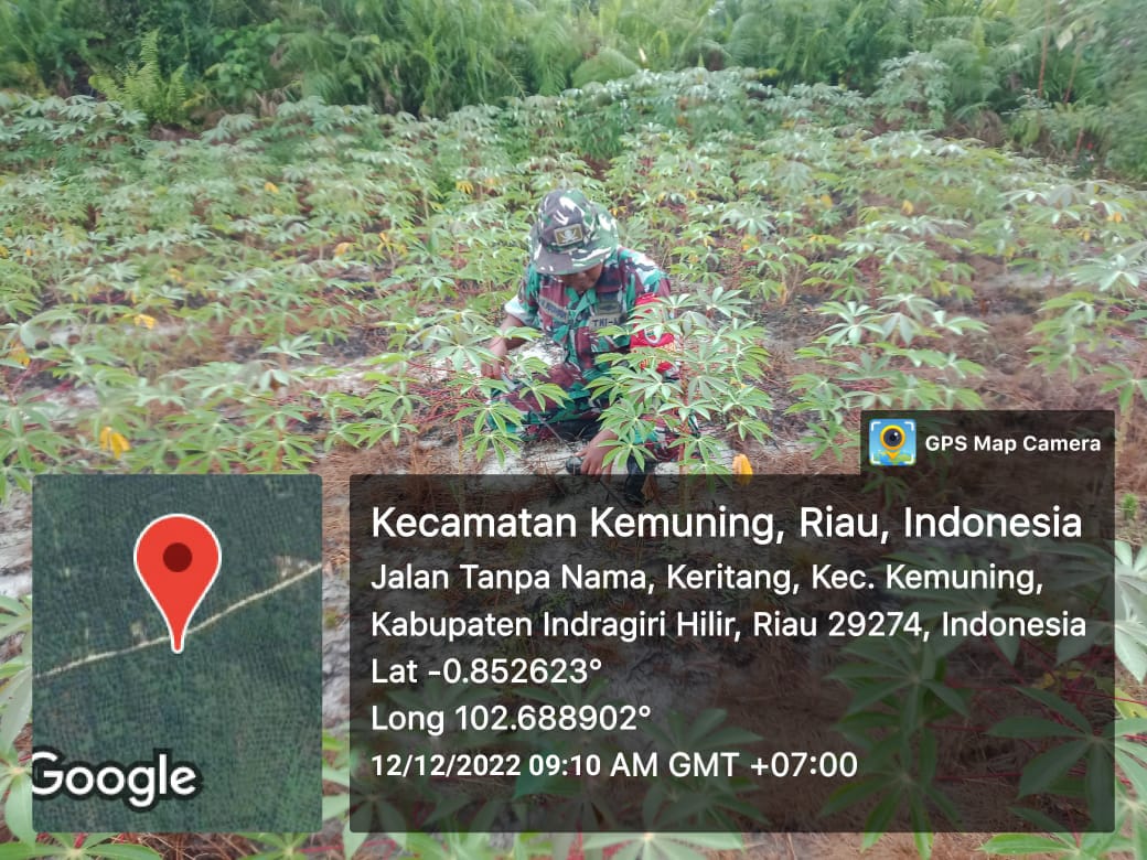 Giat Lakukan Ketahanan Pangan Bersama Babinsa Koramil 09/Kemuning