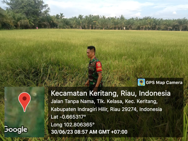 Terwujudnya Kelompok Tani, Babinsa Koramil 09/Kemuning Terus Dukung Ketahanan Pangan