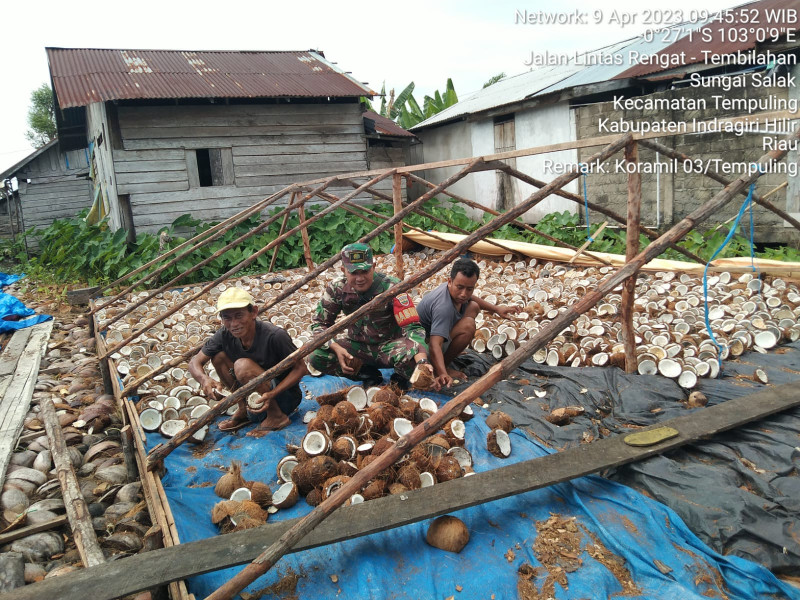 Komsos Bersama Petani Kopra, Babinsa 03/Tpl Bantu Proses Pengolahan Kelapa