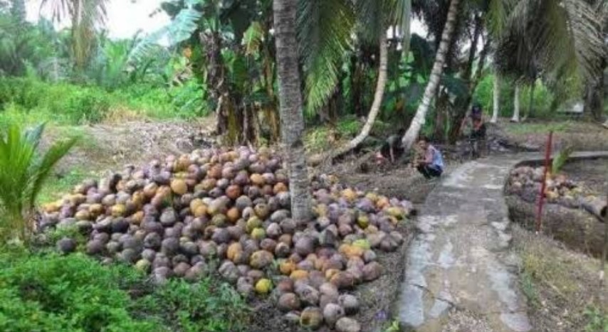 Terbukti Aman, Minyak Kelapa Diusulkan Jadi Obat Covid-19